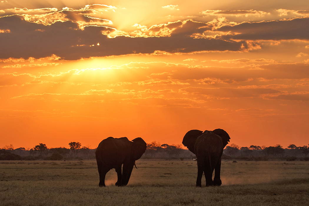 Two elephants walking in Africa desert 